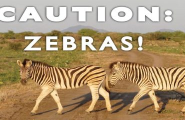 Caution Zebras
