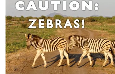 Caution Zebras